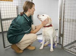Emergency Services – Bright's Grove Animal Hospital Emergency Services – Bright's Grove Animal Hospital