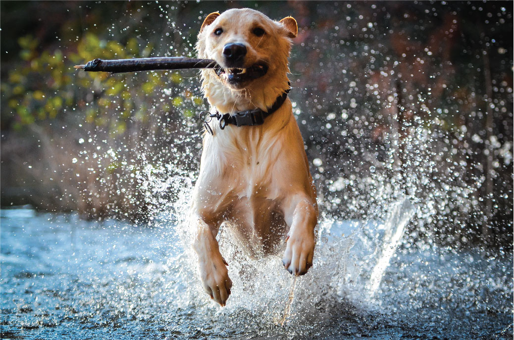Visit Bright's Grove Animal Hospital in Bright's Grove! Visit Bright's Grove Animal Hospital in Bright's Grove!