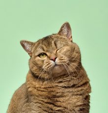 Shorthair gray cat with winking eye looking straight at camera on green background. Playful mood